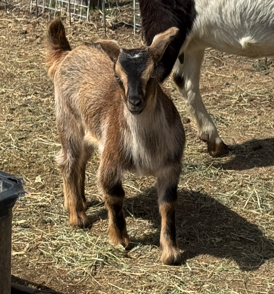 Our goat