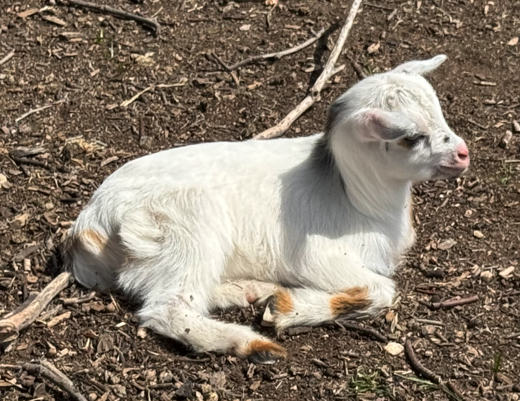 Our goat