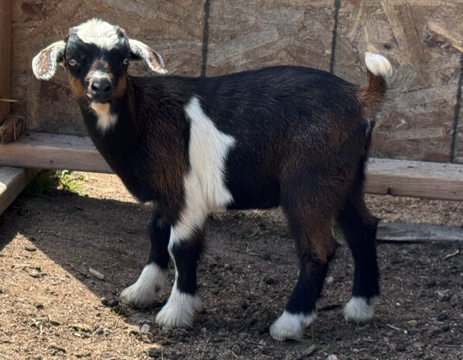Our goat