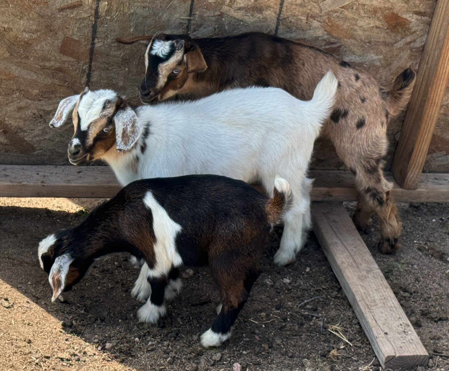 Our goat