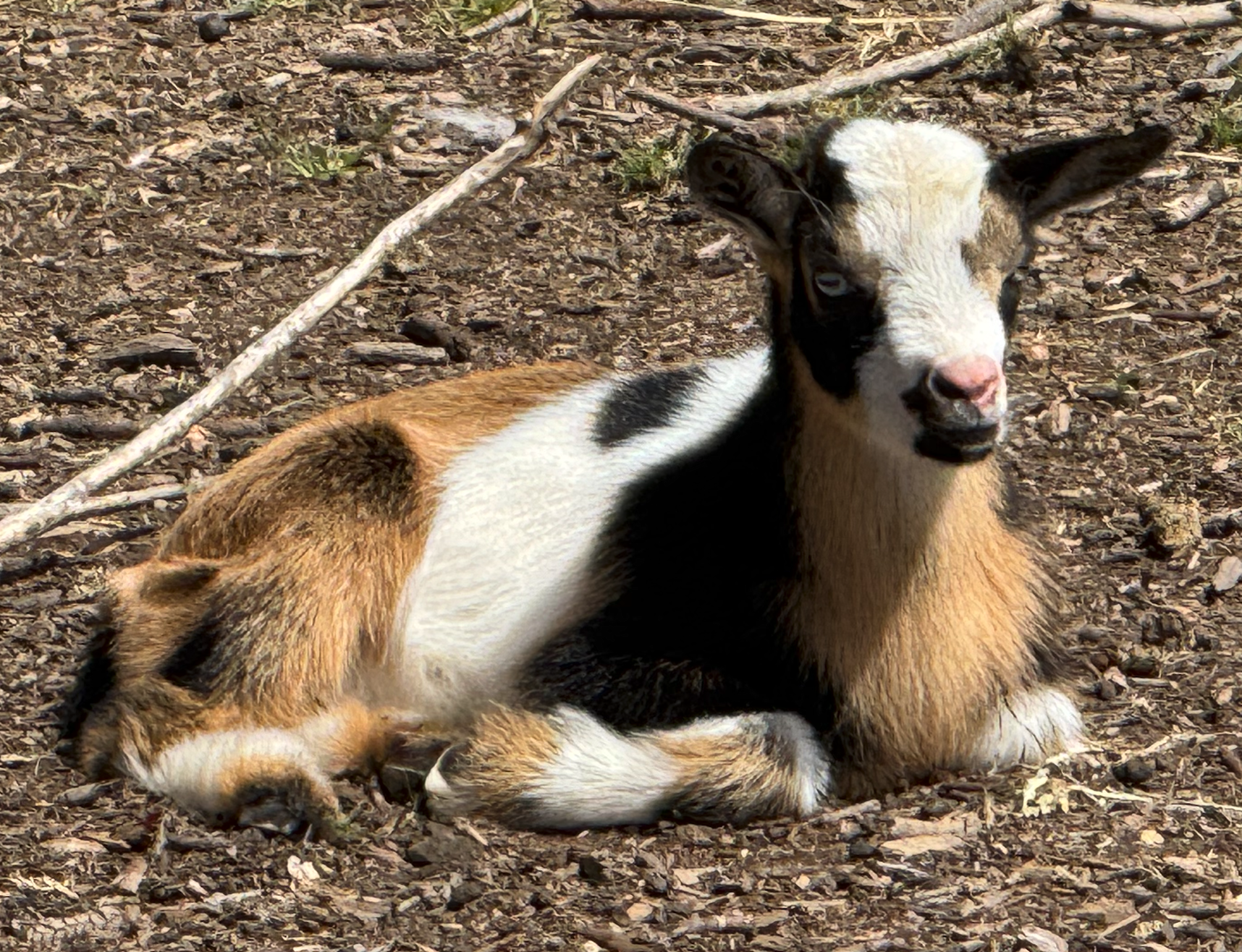 Our goat