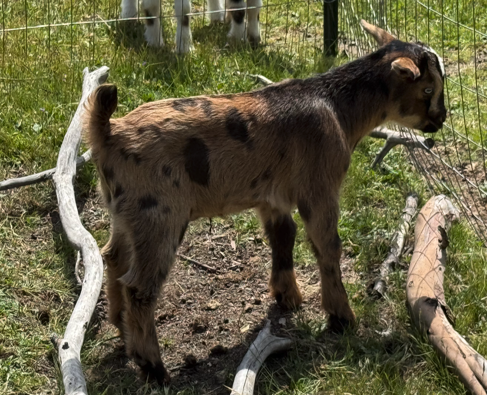 Our goat