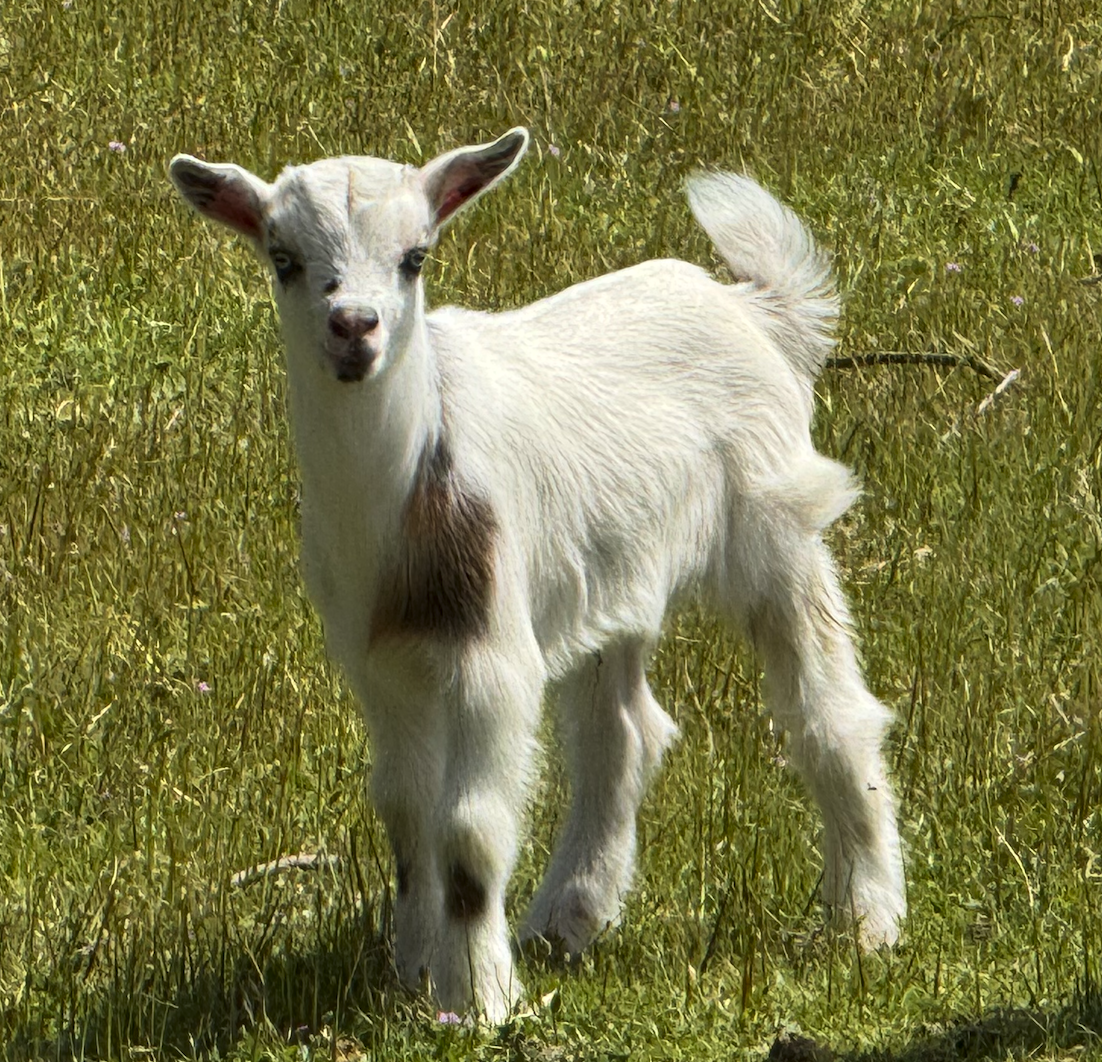 Zero the Nigerian Dwarf goat