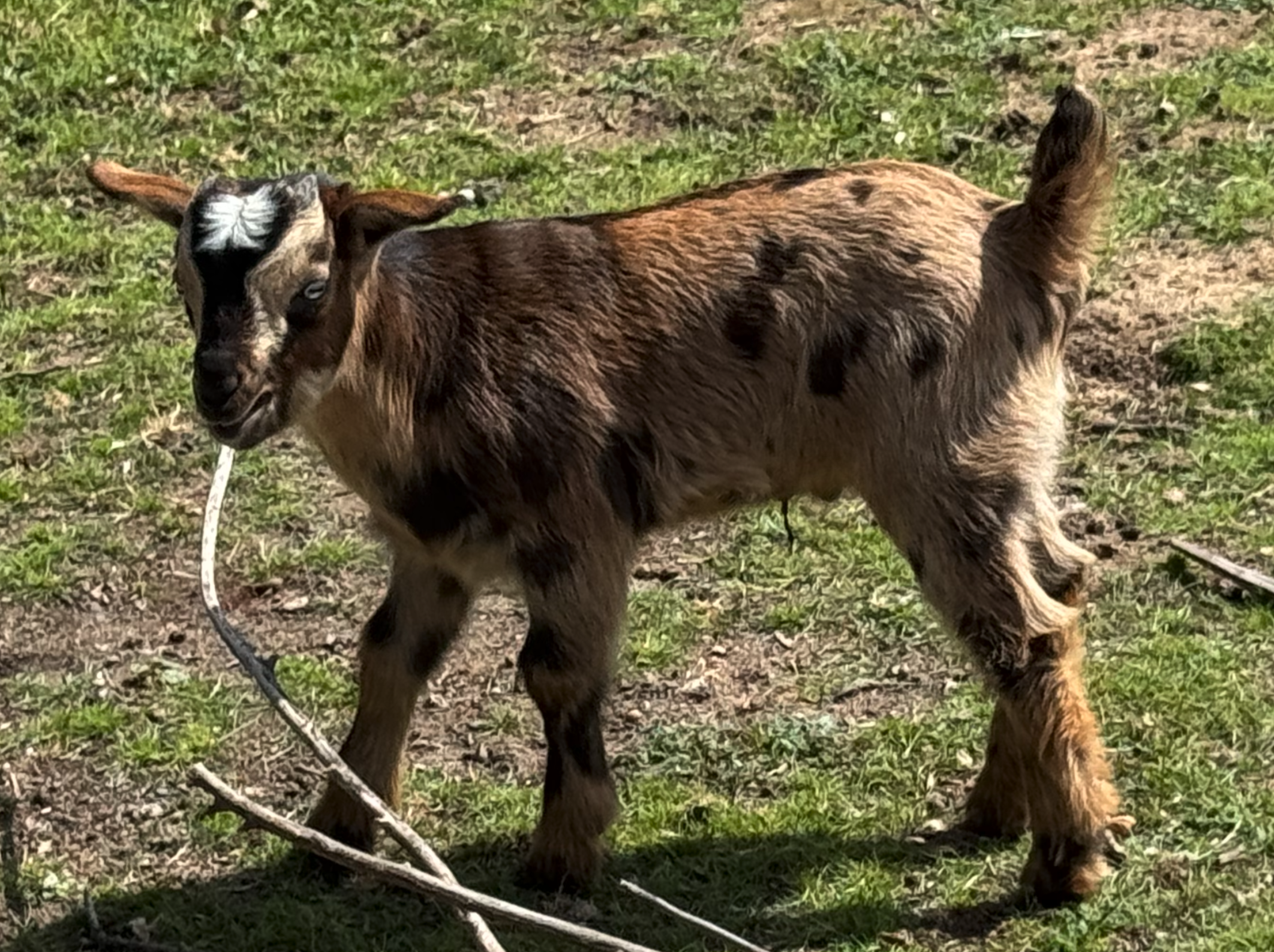 Oreo the Nigerian Dwarf goat