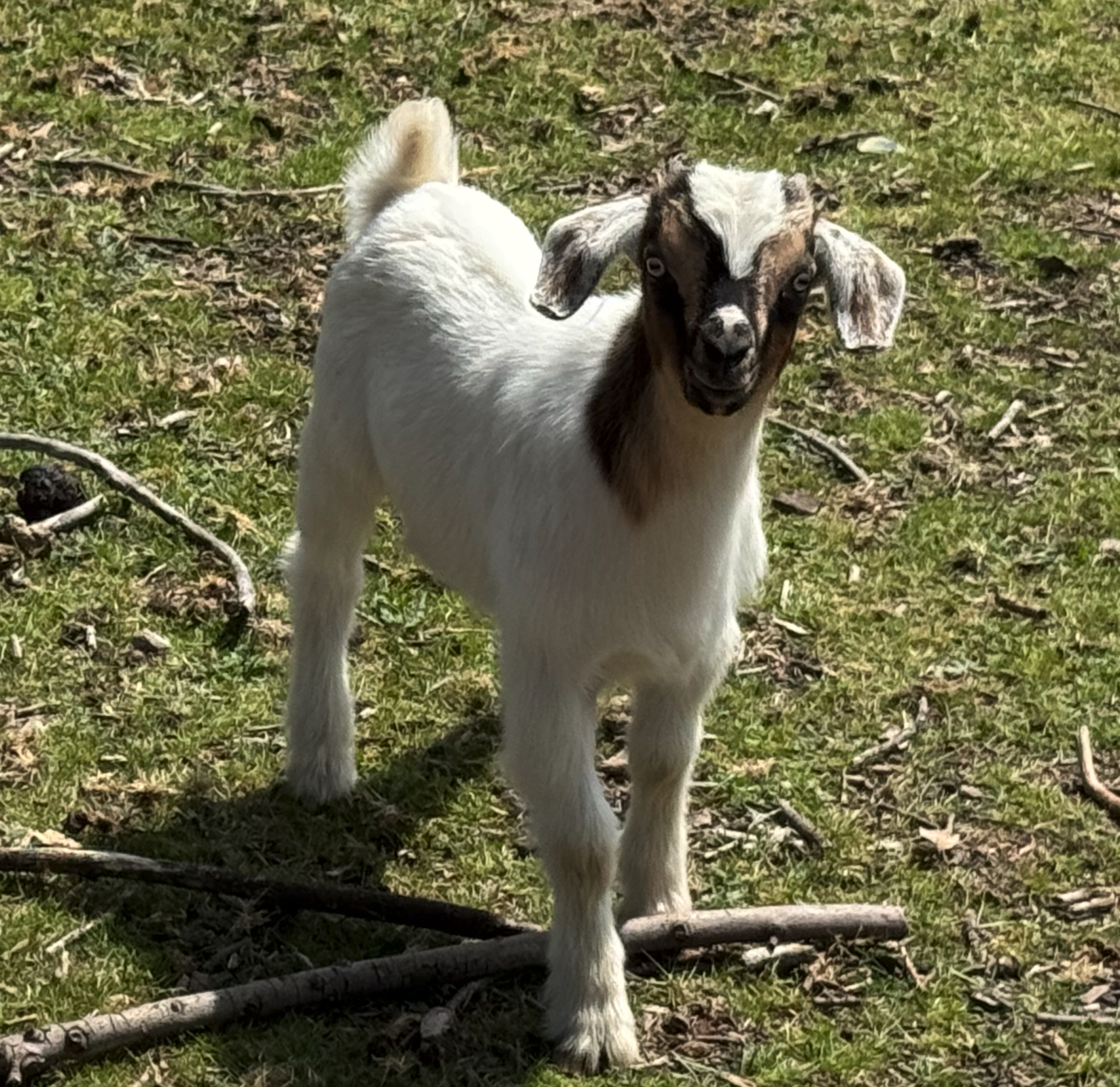 Billy the kid the Other goat