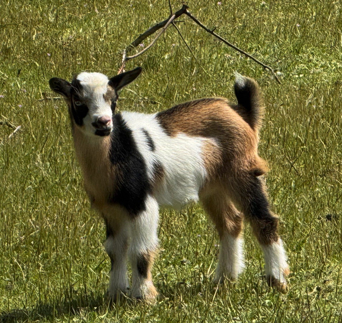 Truly the Nigerian Dwarf goat